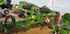 Cultivator Amazone Cenius 5003-2TX Image 2