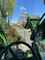 Fendt Cargo T740 Foto 13