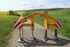 Agrisem Combiplow Gold 3m Tiefenlockerer Bild 1