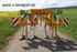 Agrisem Combiplow Platinum SR 3m Tiefenlockerer Imagine 1