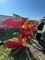 Plough Pöttinger SERVO 35 S PLUS Image 3