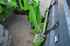 Teleskoplader Merlo TF 38.7 Bild 6