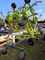 Hay Equipment Claas VOLTO 1300 T Image 2