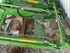 Fendt Frontlader Cargo 6.100 immagine 1