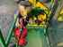 Forage Harvester - Self Propelled John Deere 7750 Image 7