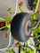 Claas Volto 1100 Imagine 1