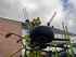 Claas Volto 1100 Imagine 11