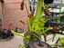 Claas Volto 1100 Imagine 10