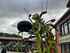 Claas Volto 1100 Imagine 4