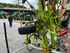 Claas Volto 1100 Imagine 2