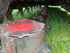 Barre De Coupe Vicon Extra 736 T Image 3