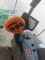 Mähdrescher John Deere T560i, ProDrive 40km/h, Bild 4