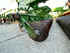 Cultivator Amazone Centaur 6001 Image 12