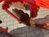 Maschio UNICO M PASSO 4+1 Beeld 12