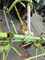 Claas VOLTO 540 H Изображение 4