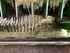 Krone Comprima CF 155 Foto 3