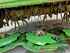 Krone EASYCUT F320 CV AB-AUCTION Зображення 6