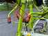 Claas VOLTO 770 (9,5) Obraz 5