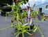 Claas VOLTO 770 (9,5) Obraz 6
