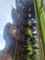 Claas DISCO 9200 C AS Slika 27