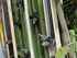 Sprayer Trailed Amazone UG 3000 Power Image 3