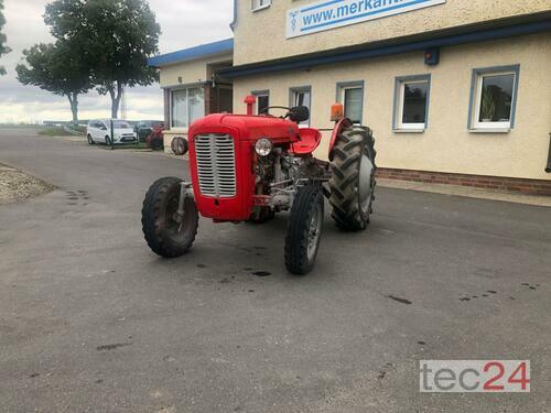 Massey Ferguson Mf 35 Έτος κατασκευής 1955 Pragsdorf