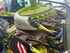 Forage Header Claas Orbis 900 AC AP Image 8