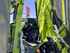 Mower Claas DISCO 9700 COMFORT Image 8