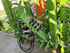 Amazone CATROS Plus 6003-2 Bild 11