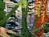 Amazone CATROS Plus 6003-2 Bild 13