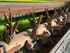 Claas SCHEIBENMÄHWERK DISCO 9200 CAS Изображение 6