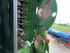 Krone Easy Cut B 950 Collect Изображение 4