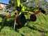 Hay Equipment Claas VOLTO 1100 T Image 5