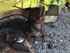Claas DISCO 2650 PLUS Slika 11
